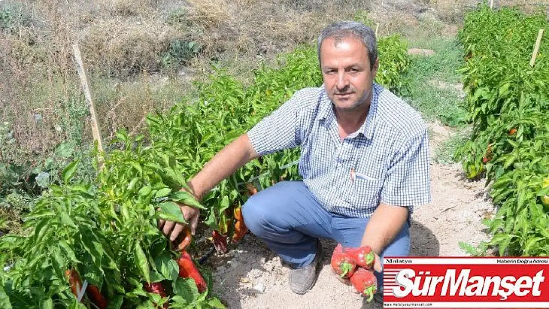 Darende'de, kapya biber üretimi yaygınlaşıyor