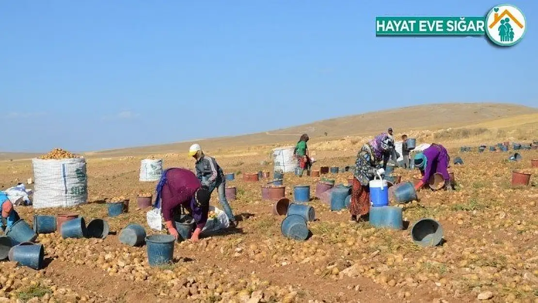 Darende, patates üretim üssü oluyor