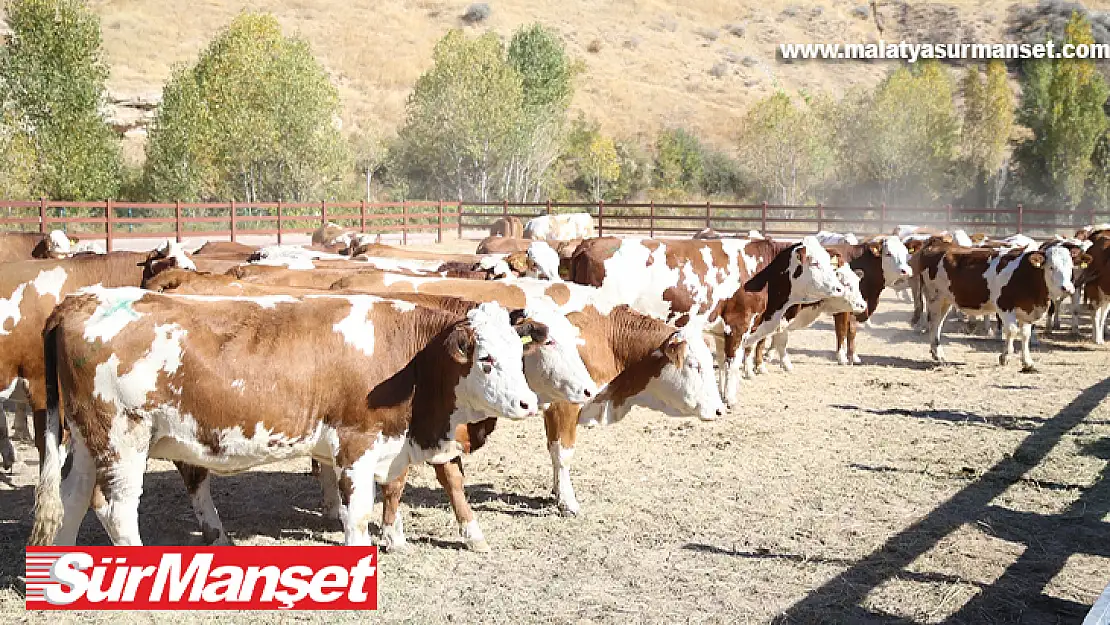 Depremzede Çiftçilere Süt İneği Dağıtımı Yapıldı