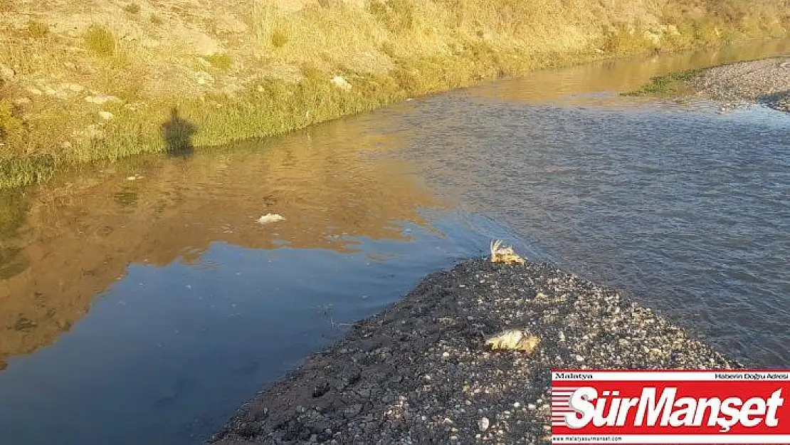 Dicle Nehri'ne hayvan pisliği atan şahıslar hakkında yasal işlem başlatıldı