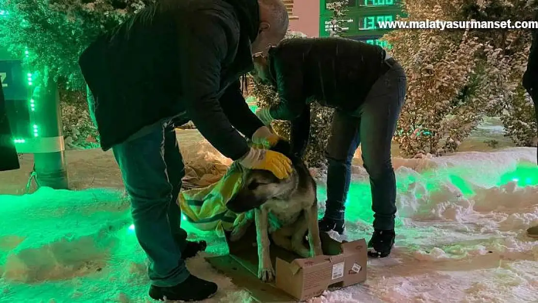 Diyarbakır Büyükşehir Belediyesi sokak hayvanlarını yalnız bırakmadı