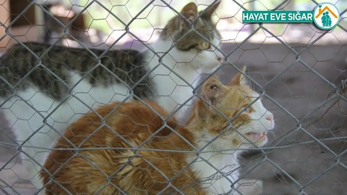 Diyarbakır Büyükşehir Belediyesi Hayvan Bakım Evi ve Rehabilitasyon Merkezinde denetim