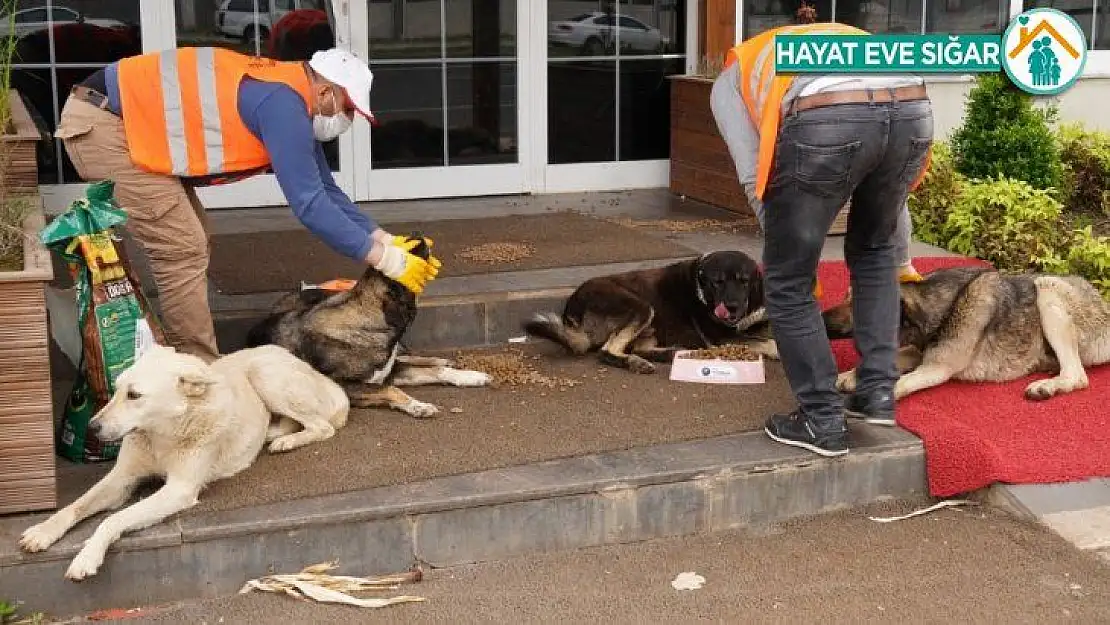 Diyarbakır Büyükşehir Belediyesi sokak hayvanlarını unutmadı