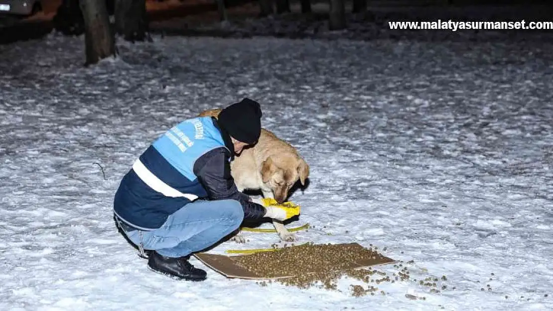 Diyarbakır'da 'Can Dostlara' 1 ton 700 kilogram mama bırakıldı