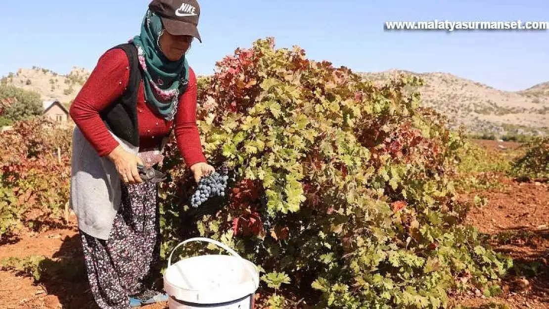 Diyarbakır'da coğrafi işaretli Boğazkere üzümünde bağbozumu başladı