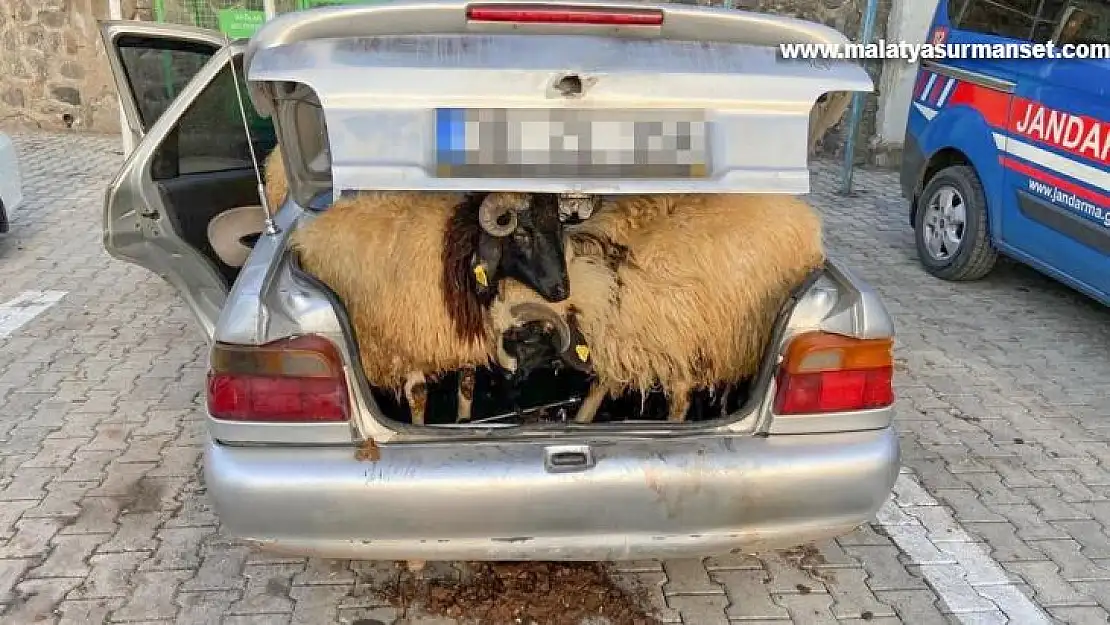 Diyarbakır'da koyun hırsızı JASAT ekiplerinden kaçamadı