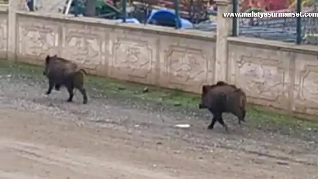 Diyarbakır'da mezarlıkta yaban domuzları görüldü