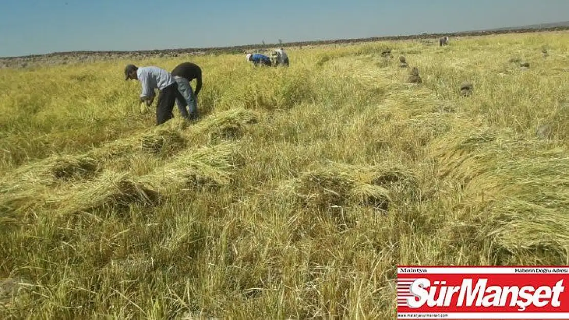 Diyarbakır'da pirinç hasadı başladı