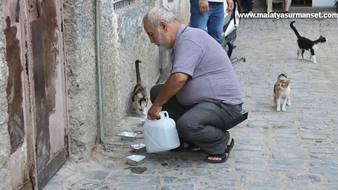 Diyarbakır'da sokak hayvanlarına destek: Günde 3 bin hayvana mama dağıtılıyor