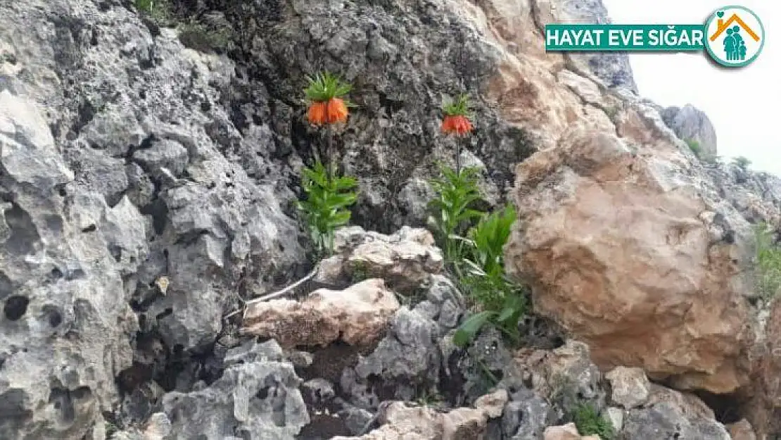 Diyarbakır'da ters laleler çiçek açtı