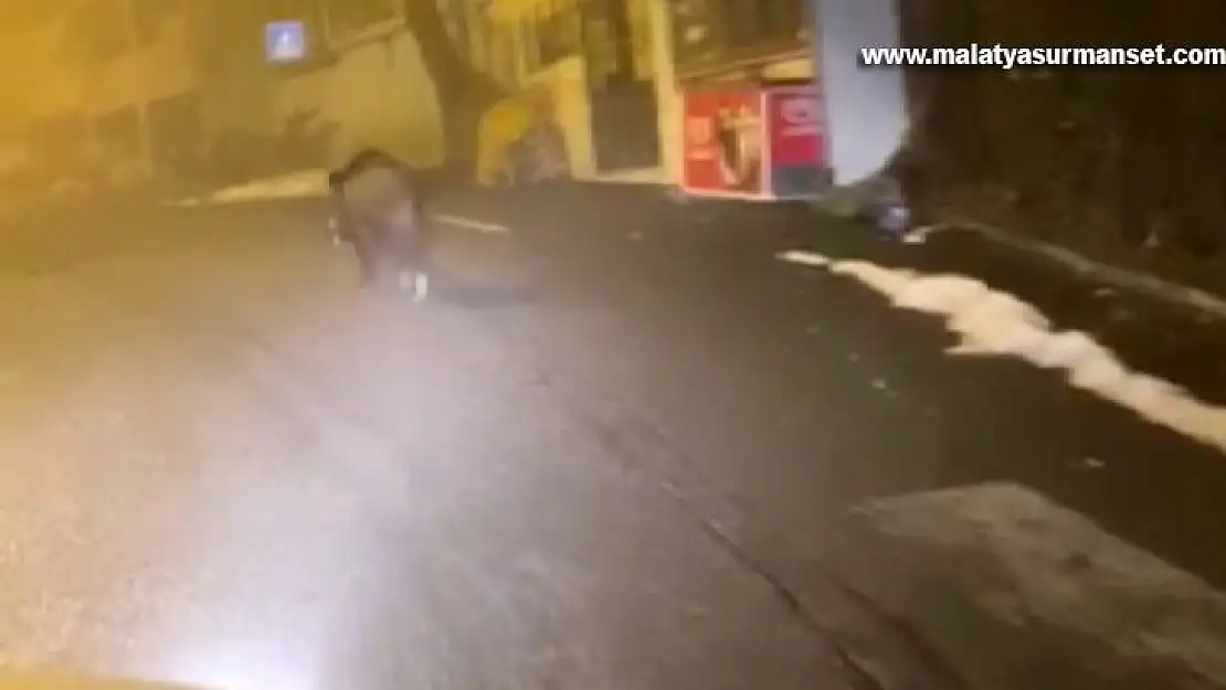 Diyarbakır'ın Kulp ilçesinde ilçe merkezine inen domuzlar kameraya yansıdı