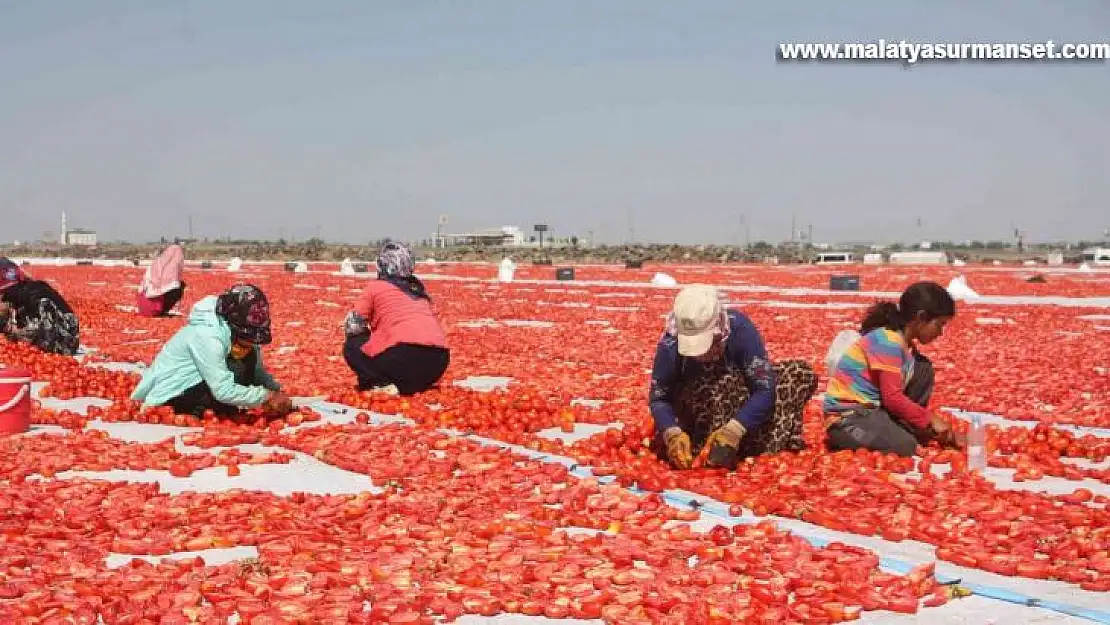 Diyarbakır Valisi Su, '2021 yılı içerisinde 127 bin 414 dekarda 376 bin 746 ton sebze üretimini gerçekleştirdik'