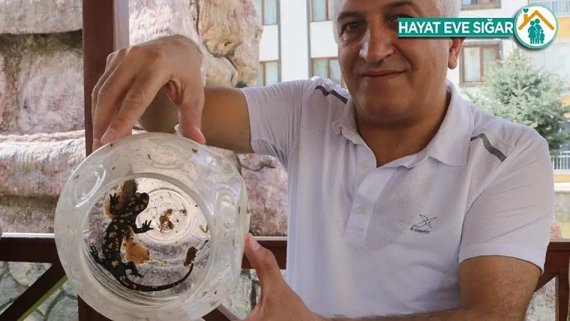 Doğada nadir görülüyordu, turşu bidonunda koruma altına alıp yaşam alanına bıraktı