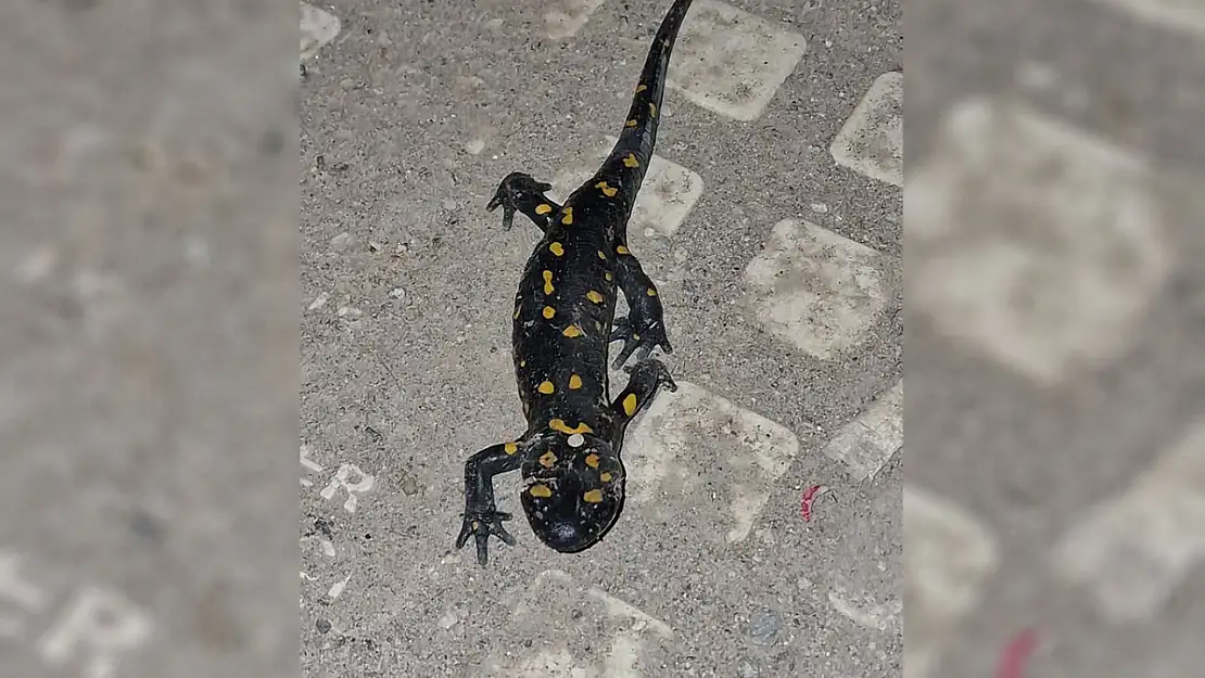 Doğanın Renkli Yüzü Malatya'da Ortaya Çıktı .