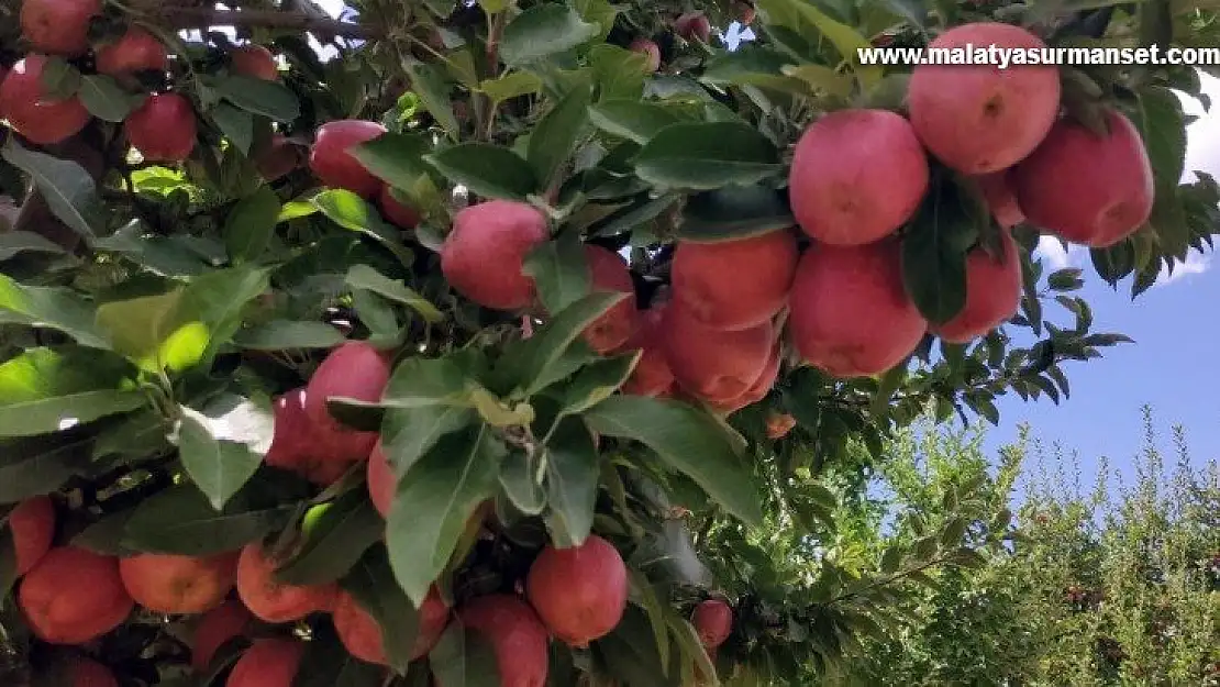 Doğanşehir elmasında hasat zamanı