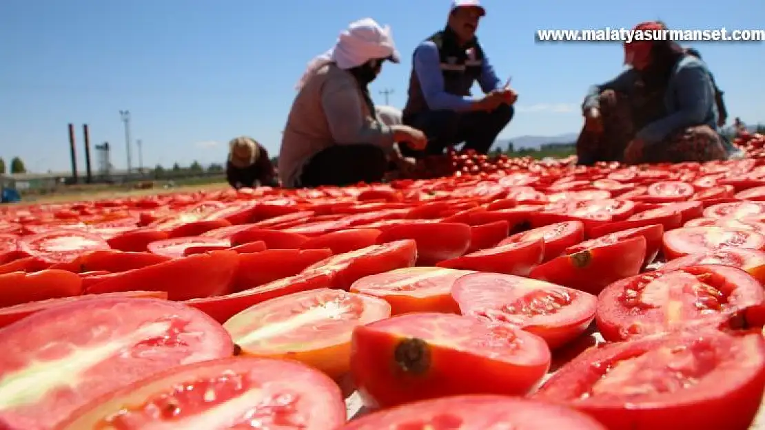 Dünya sofralarına lezzet katacak kurutmalık domatesin hasadı başladı