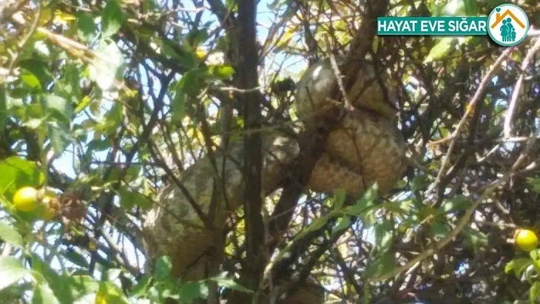 Dünyanın en zehirli yılanlarından koca engerek Malatya'da görüldü