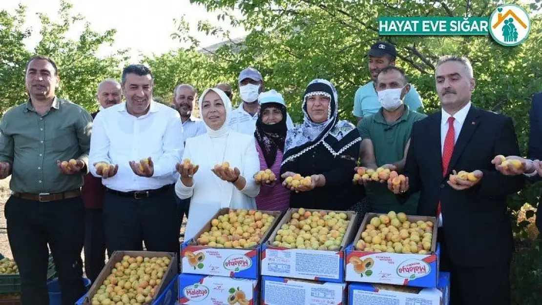 Dünyanın kayısı başkenti'nde hasat başladı