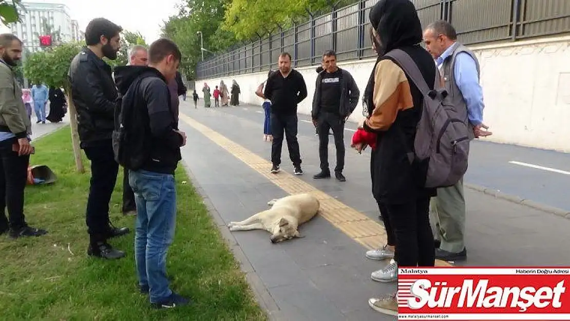 Duyarlı vatandaşlar yerde yatan köpeğin başından biran olsun ayrılmadı