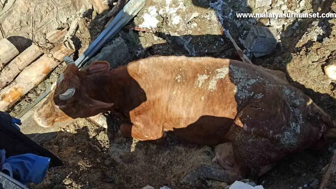 Ekipler enkaz altında kalan hayvanları kurtarılıp, brandadan hayvan barınağı kuruyor