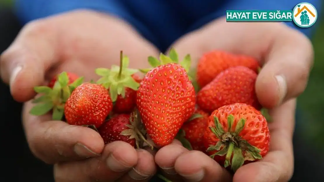 Elazığ'a özgü organik çilekte hasat başladı