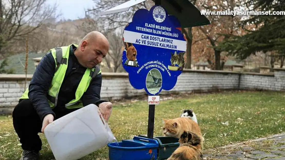 Elazığ Belediyesi, sokak hayvanlarını yalnız bırakmıyor