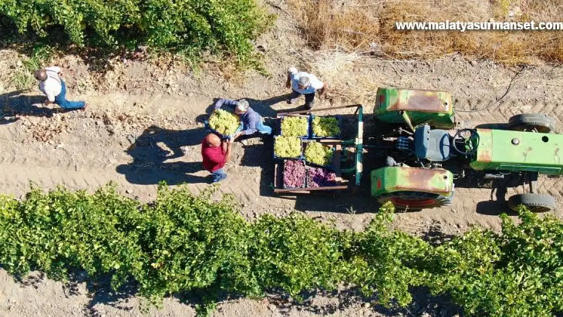 Elazığ'da 'En tatlı' hasat dönemi başladı