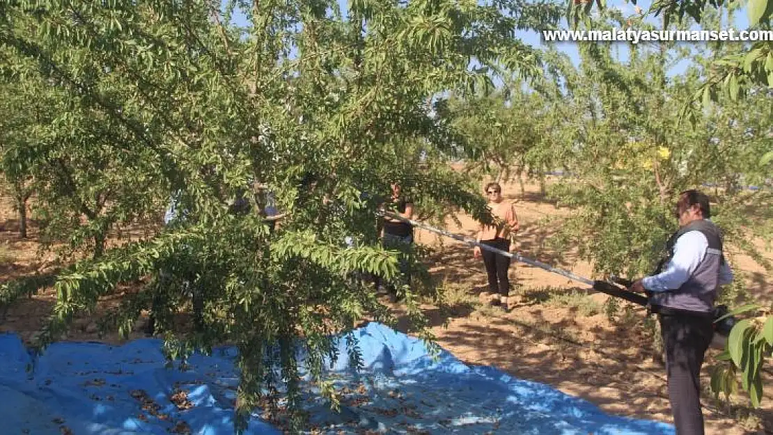 Elazığ'da 'organik badem hasat etkinliği' düzenlendi