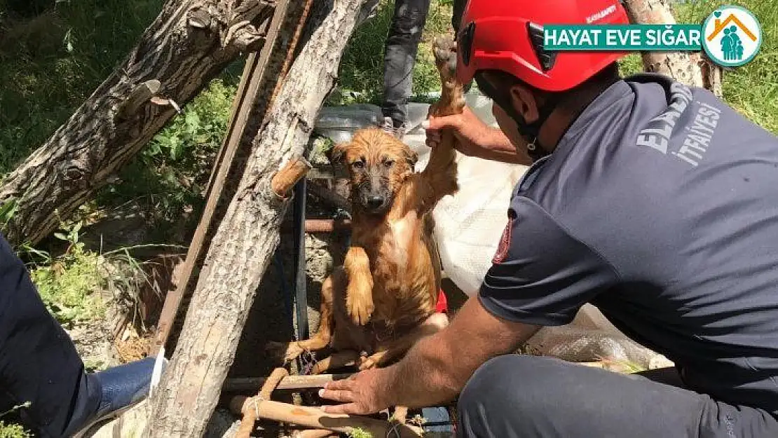 Elazığ'da 5 metrelik kuyuya düşen köpek için kurtarma operasyonu