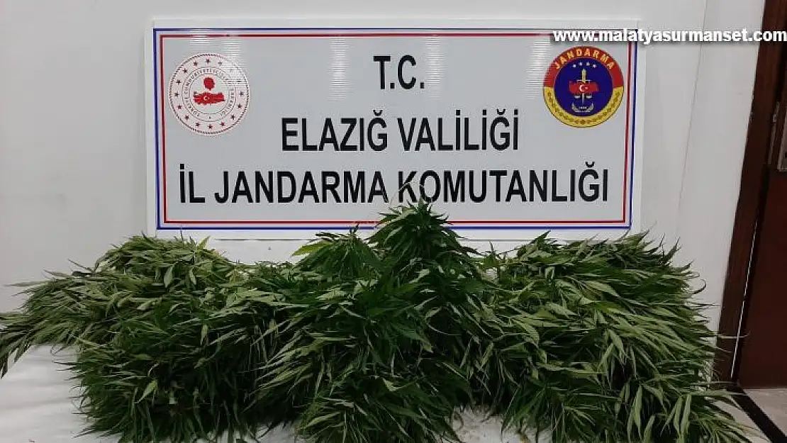 Elazığ'da 73 kök kenevir ele geçirildi