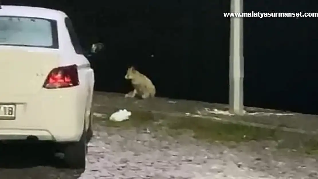 Elazığ'da aç kalan tilki mahallede yiyecek aradı