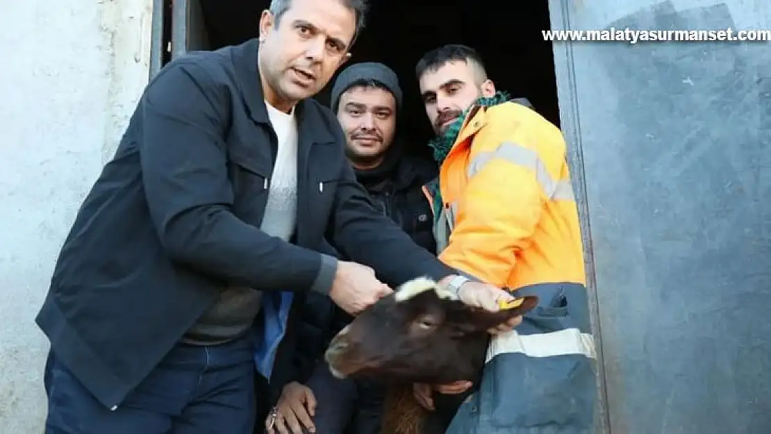 Elazığ'da anaç koyun ve keçi tespit çalışmaları sürüyor