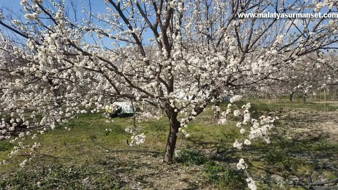 Elazığ'da badem ve kayısı ağaçları çiçek açtı