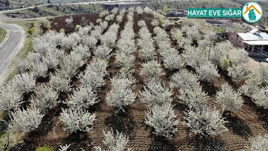 Elazığ'da bahar, tarihi mahalle kiraz çiçekleriyle beyaza büründü