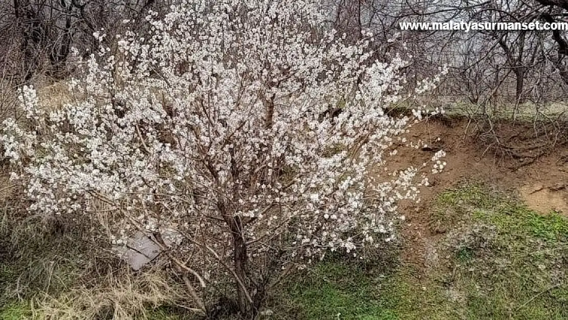 Elazığ'da baharın habercisi bademler çiçek açtı