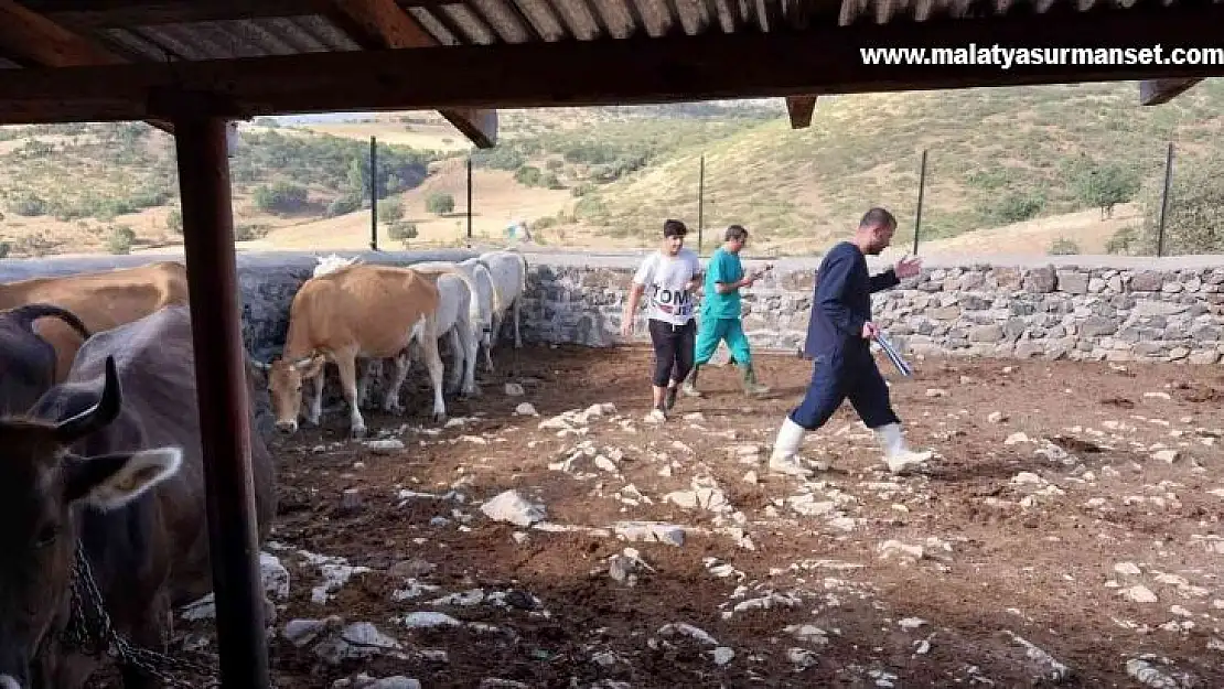 Elazığ'da büyükbaş hayvanlara aşılama çalışması