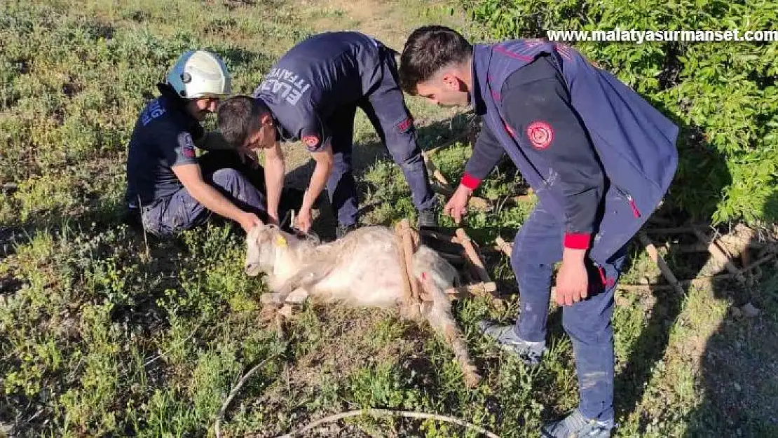 Elazığ'da definecilerin kazdığı kuyuya düşen keçi kurtarıldı