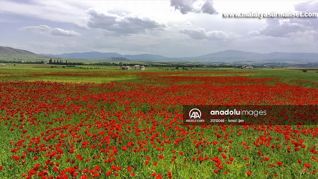 Elazığ'da doğaseverler kırmızıya bürünen gelincik tarlasını fotoğrafladı