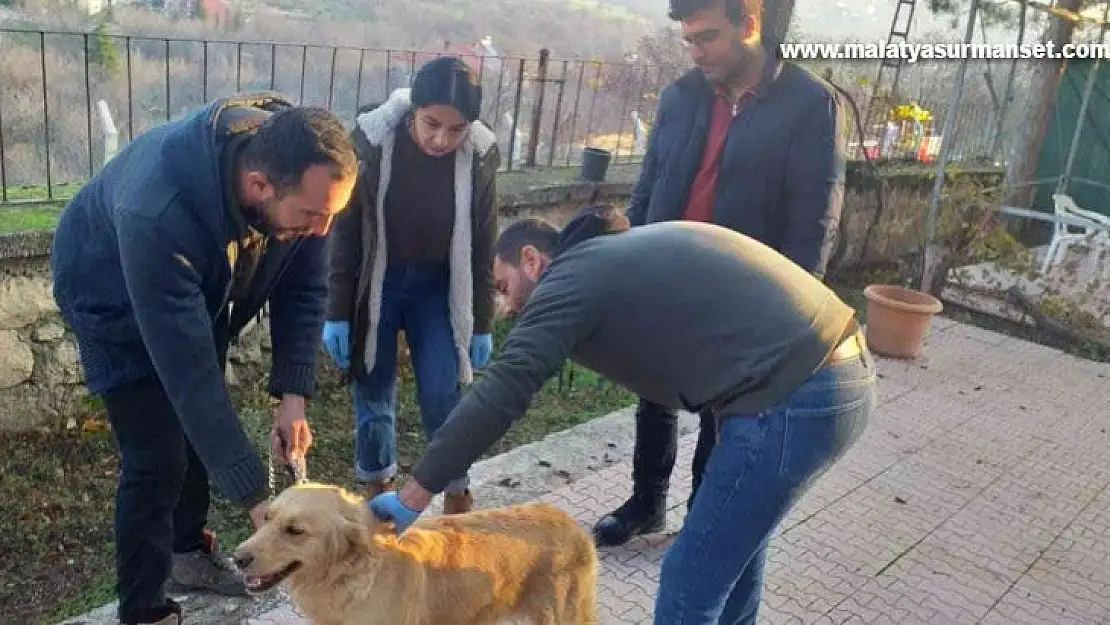 Elazığ'da evcil hayvanların çip ve pasaportlama çalışmaları sürüyor