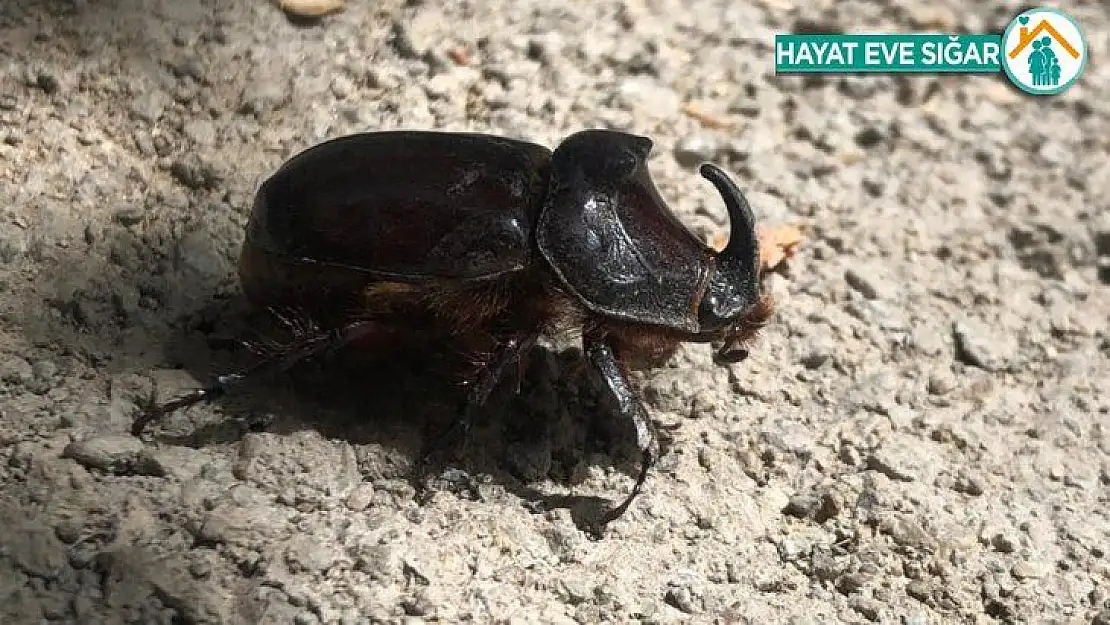 Elazığ'da gergedan böceği görüntülendi