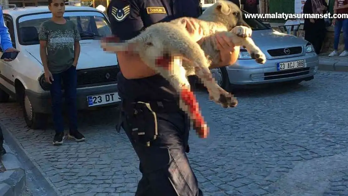 Elazığ'da jandarma ekipleri minibüsün çarptığı köpek için seferber oldu