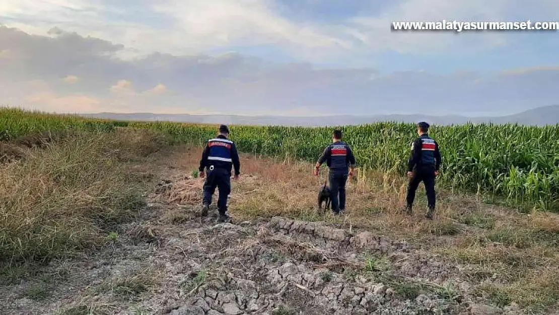 Elazığ'da jandarmadan suların çekildiği alanlarda yasa dışı kenevir ekimine karşı önlem