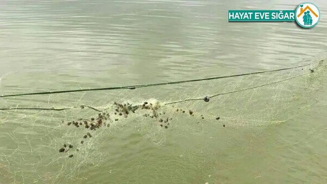 Elazığ'da kaçak balık avı ile mücadele