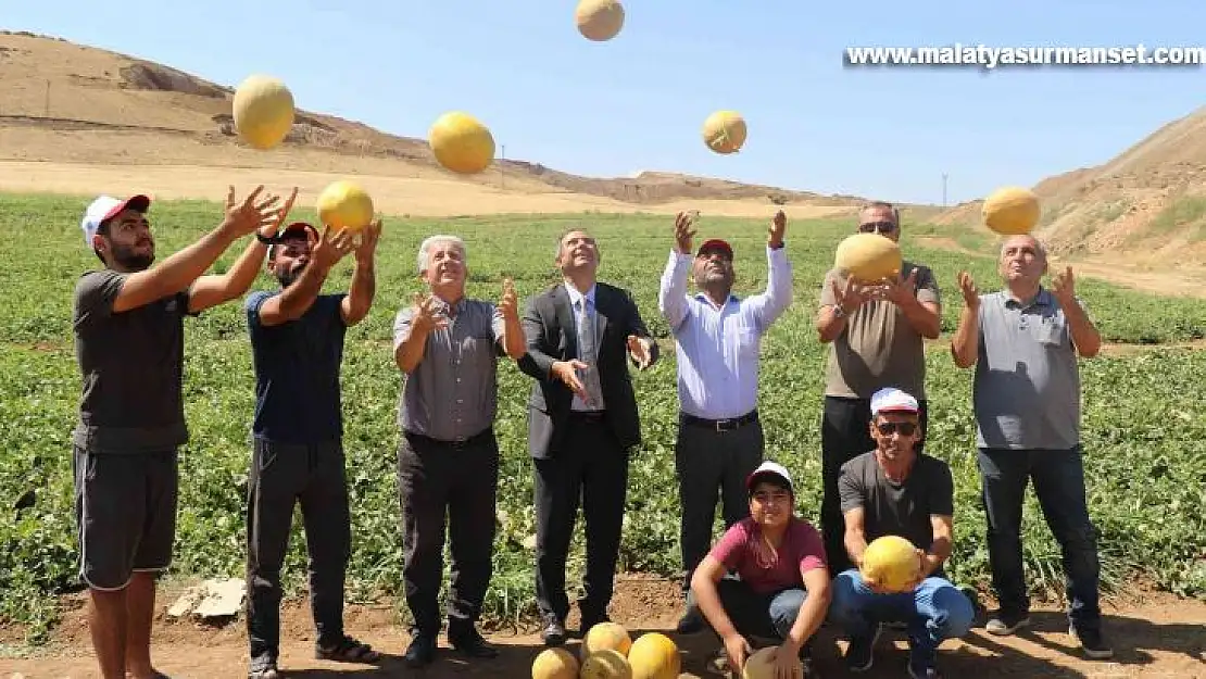 Elazığ'da kavun rekoltesi yüzleri güldürdü