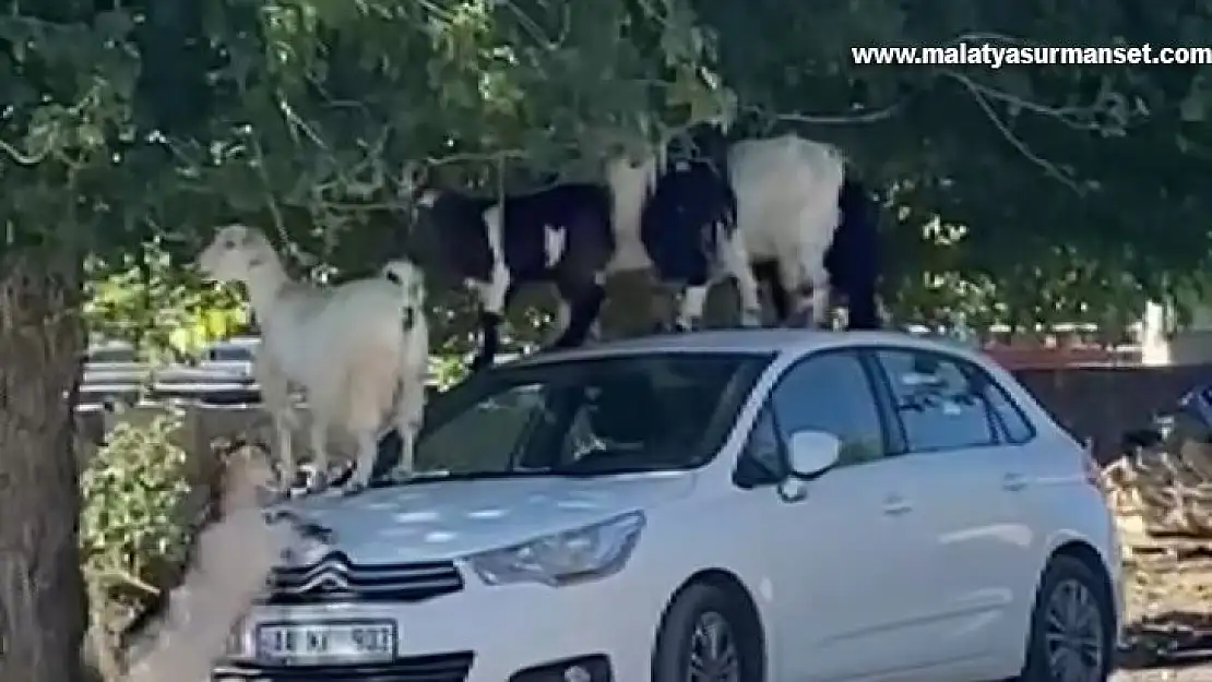 Elazığ'da keçiler otomobilin üzerine çıkarak yaprak yedi