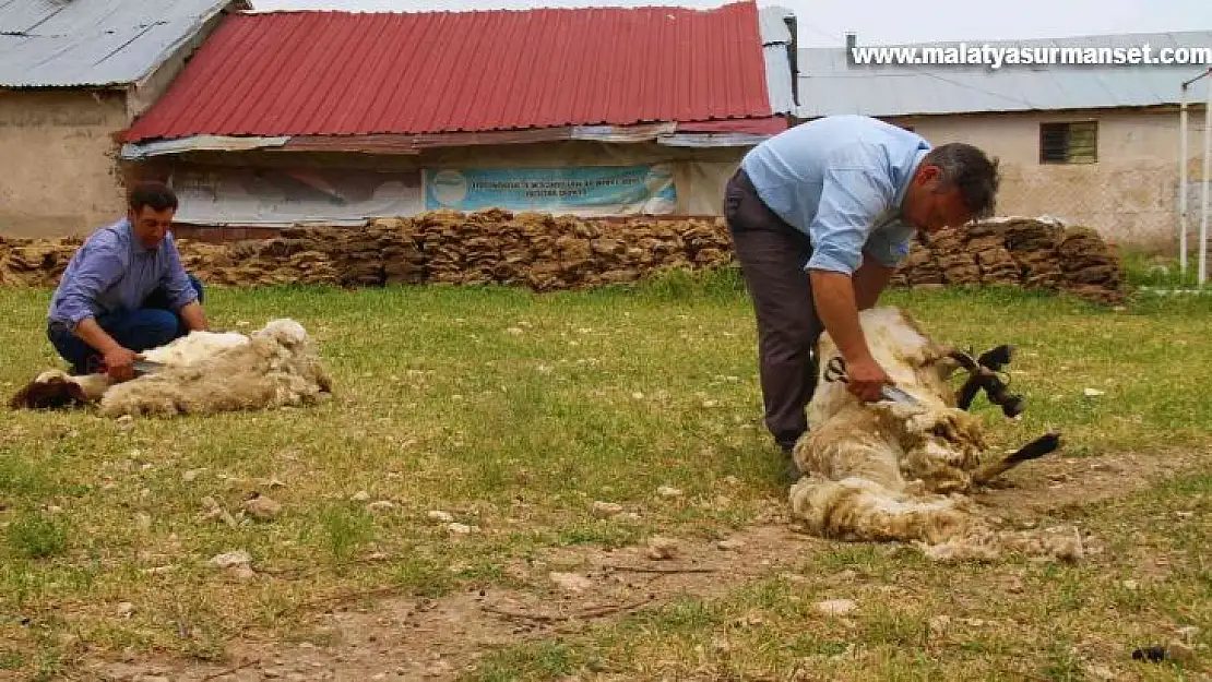 Elazığ'da koyun kırkma mesaisi başladı