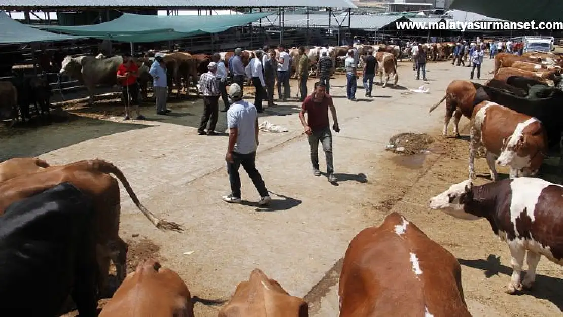 Elazığ'da kurbanlık satışları devam ediyor