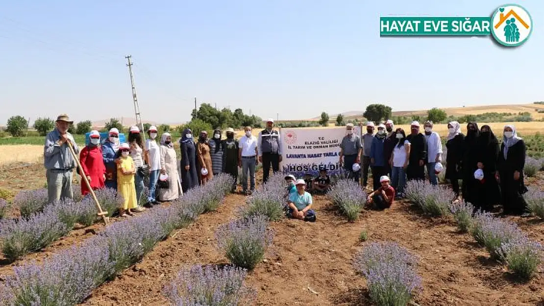 Elazığ'da lavanta hasadı gerçekleşti