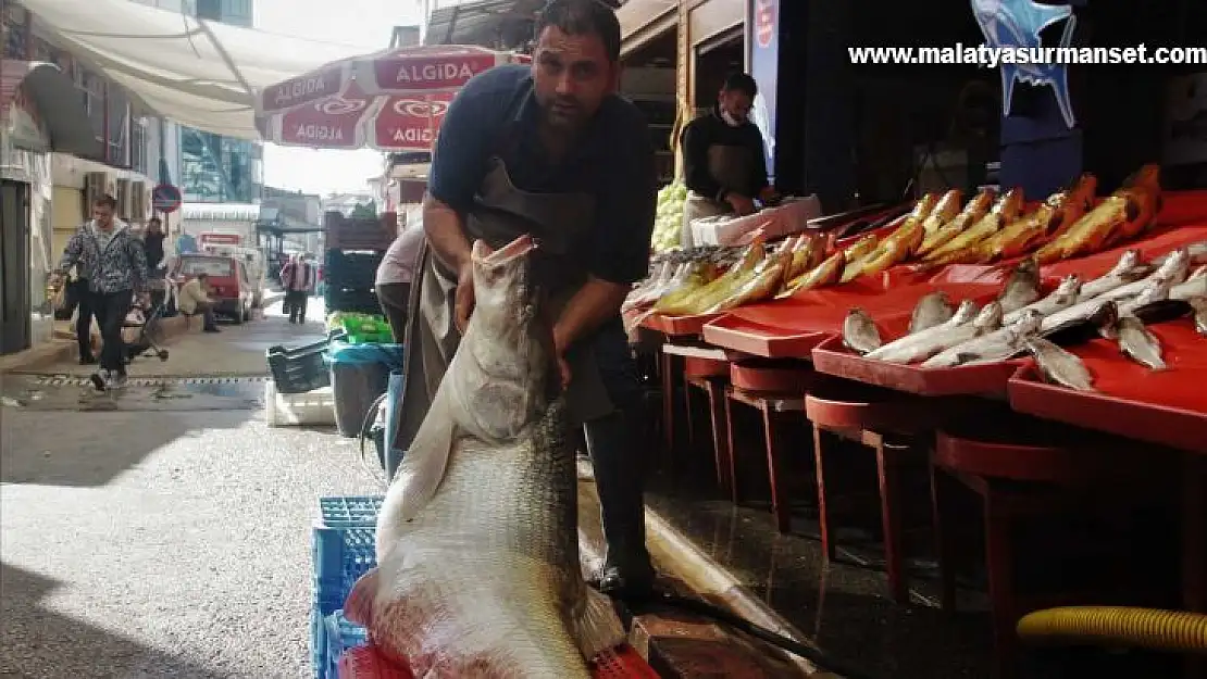 Elazığ'da sezonun ilk dev balığı yakalandı