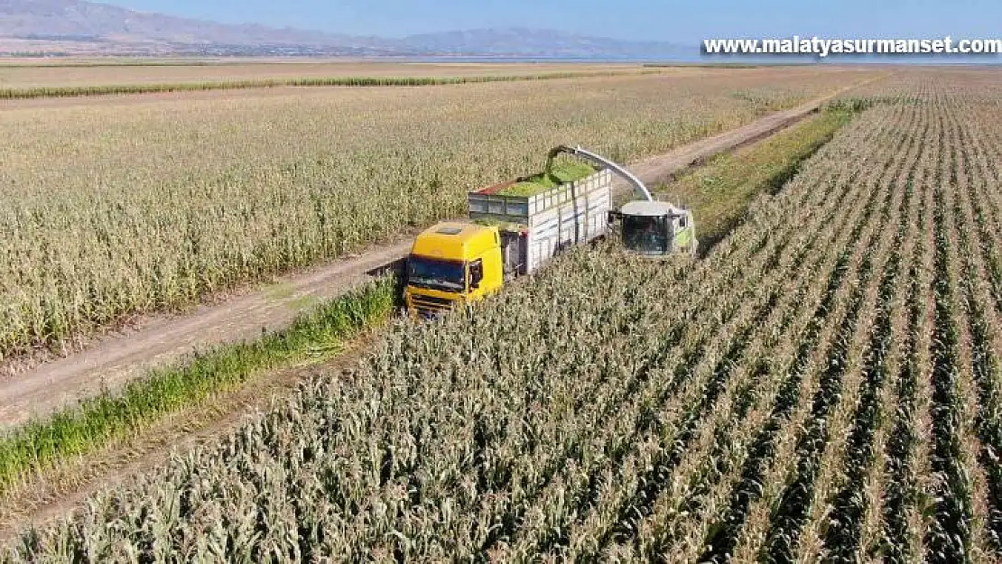 Elazığ'da silajlık mısır hasadı başladı